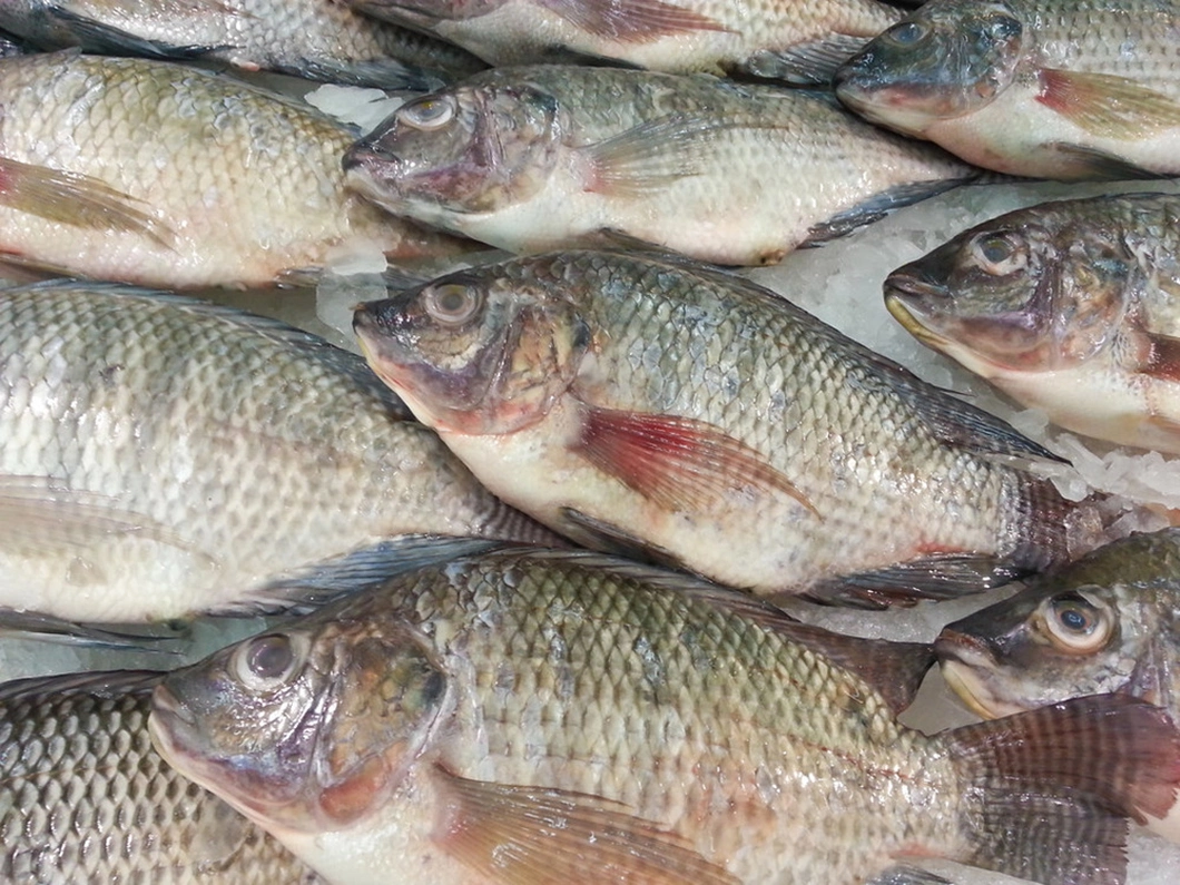 Black Tilapia Fish Price Frozen Tilapia