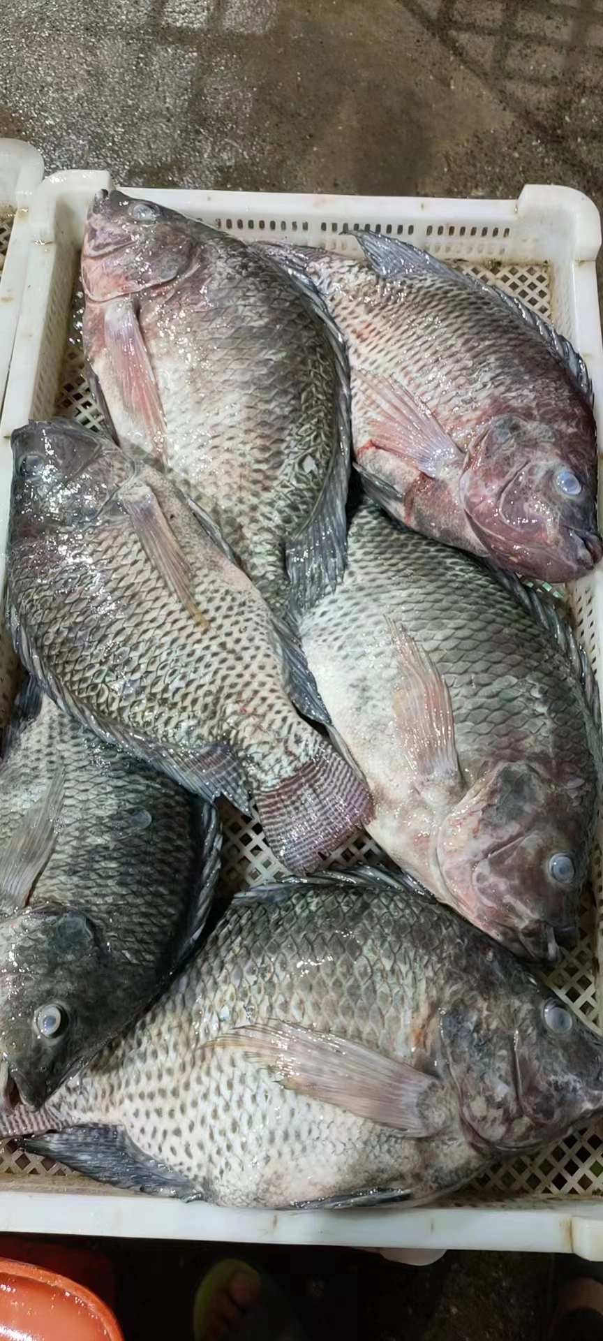 Frozen Fish Whole Round Black Tilapia GS Oreochromis Niloticus