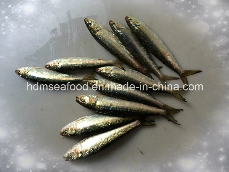 Whole Round Frozen Seafood Sardine Fish for Canned or Bait (Sardinella aurita)