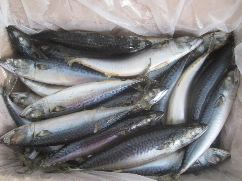 Frozen Fish--Mackerel Fish (6-8PCS/kg) Pacific Mackerel