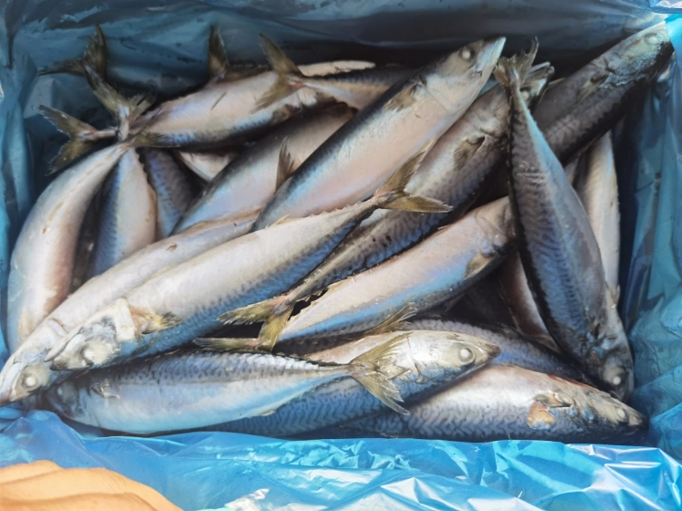 High Quality Sea Frozen Food Pacific Mackerel 300-500g