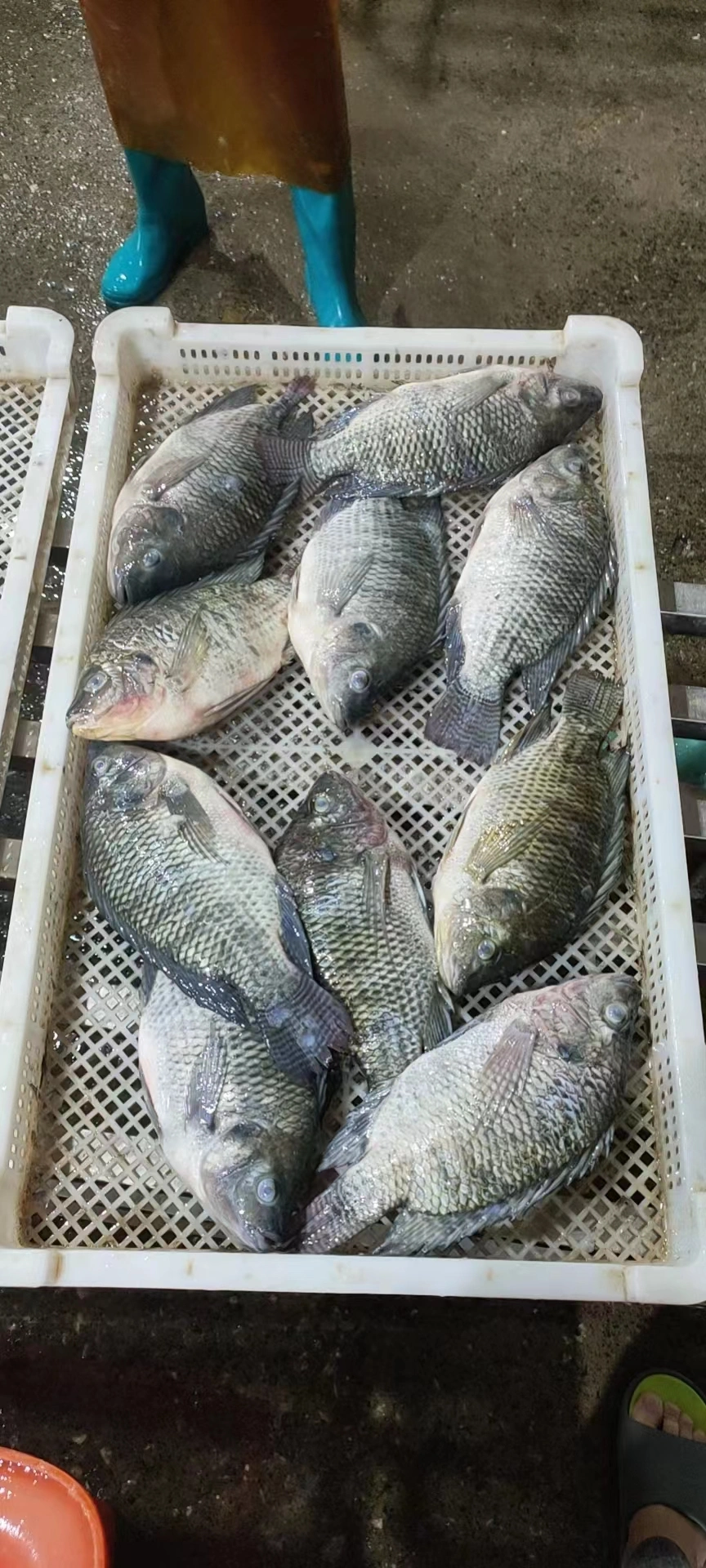 Frozen Fish Whole Round Black Tilapia GS Oreochromis Niloticus