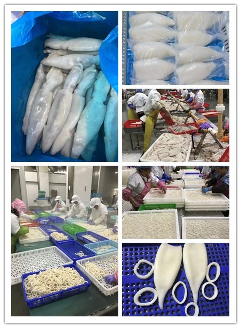 A Grade Quality Giant Squid Flower Squid Flower Factory Frozen Squid