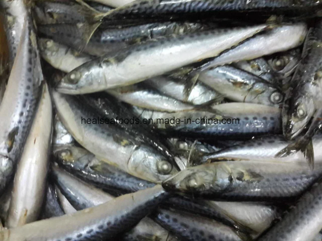 Chinese Factory Frozen Pacific Mackerel Fish