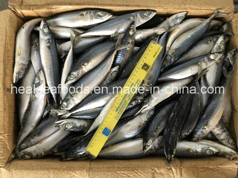 80-100PCS New Arrival Whole Round Frozen Pacific Mackerel Fish