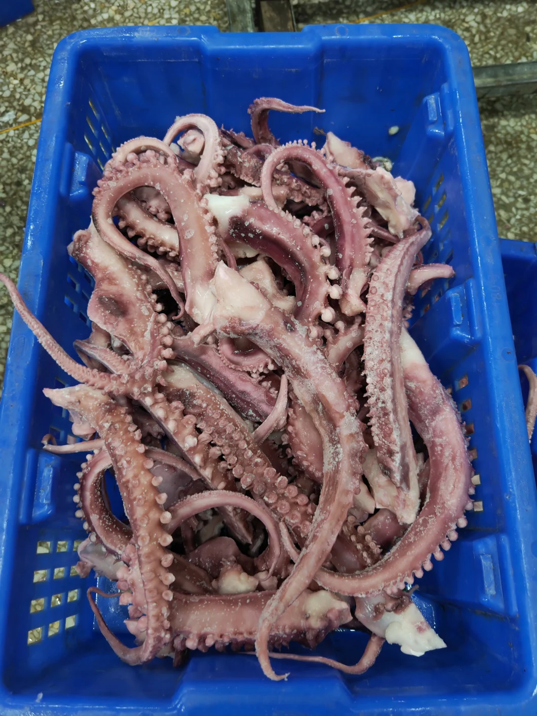 Frozen Squid Tentacle Strip Cut/ Giant Squid Tentacle/Boiled Squid Tentacles/Frozen Seafood/Sotong