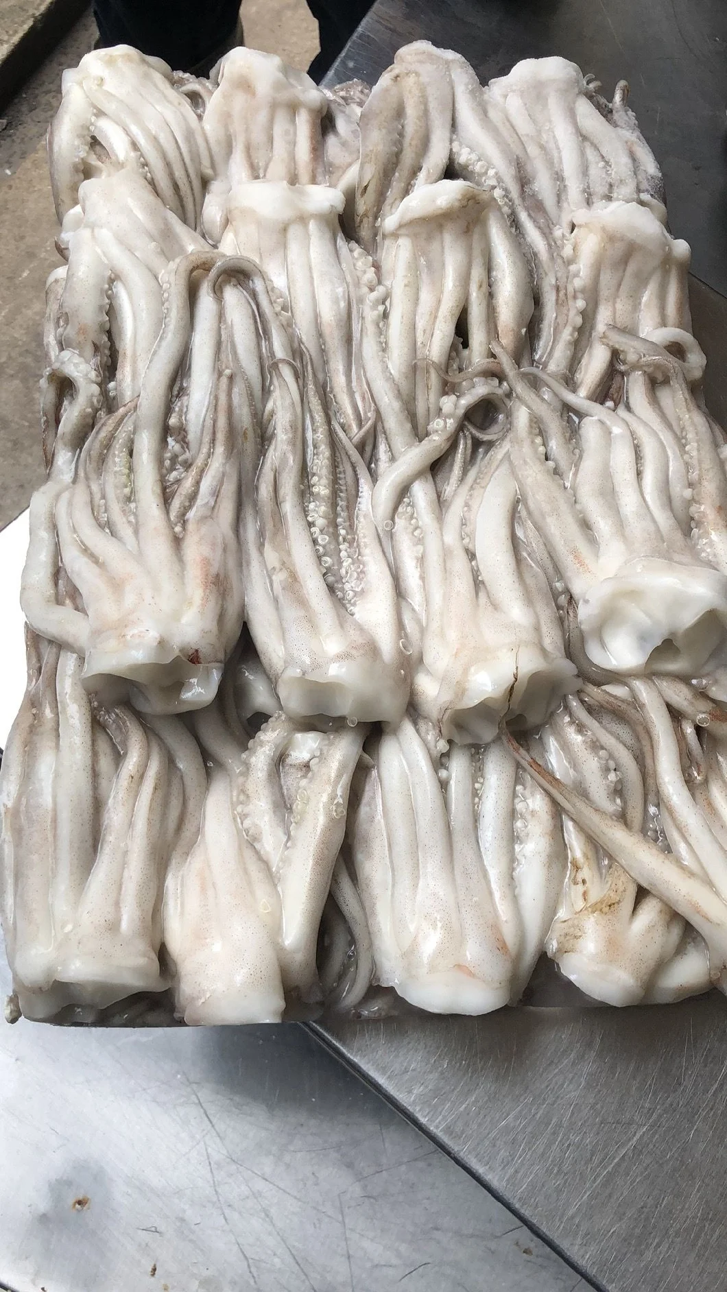 Frozen Squid Tentacles, Illex Argentinus/Todarodes/Arrow Squid