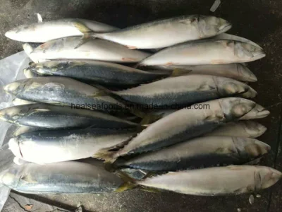 Pescado de caballa del Pacífico congelado en tierra para cebo