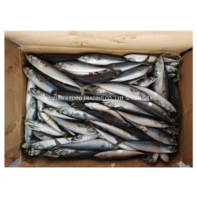 Caballa del Pacífico congelada de alta calidad de pescado recién llegado 100-200g