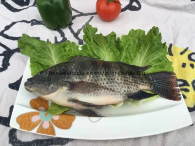 Pescado de tilapia negra redonda entera congelada