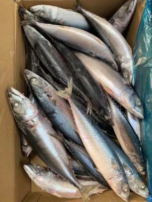 Mar Congelado Caballa del Pacífico 400-500g Pescado Forzen Pescado Congelado Caballa