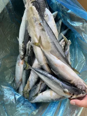 Pescado IQF Caballa del Pacífico Congelada