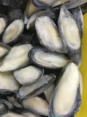 Alimentos marinos congelados mejillón Half-Shell de alta calidad para el mercado