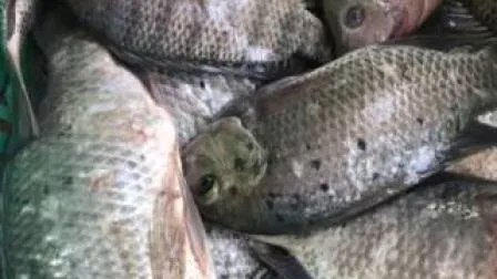 Piscicultura de tilapia negra entera congelada