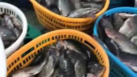 Proveedores de mariscos al por mayor Precio por kg Pescado de tilapia negra redonda entera congelada