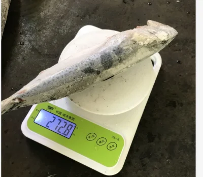 Caballa del Pacífico entera redonda congelada pescado congelado en el mar 200-300 g