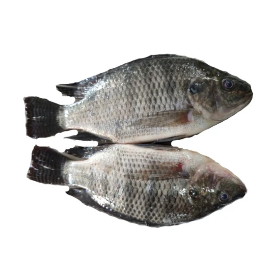 200-300g Tilapia de mariscos congelados redondos enteros IQF de comida de pescado fresco negro