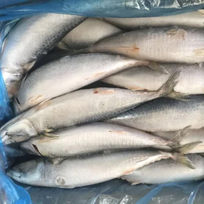 Temporada de Pesca Caballa del Pacífico Congelada Carapau Tamaño Grande