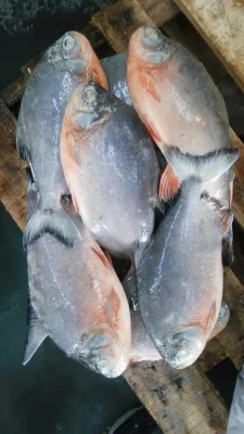 Pacu Rojo Congelado Pomfret Rouge Pescado Congelado Rojo Pomfret Precio