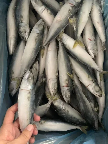 Caballa del Pacífico congelada redonda entera de mariscos de venta caliente