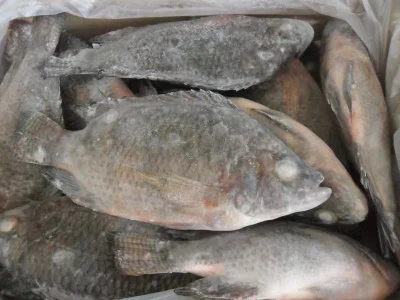 Pescado Congelado Entero Redondo Tilapia Negra GS Oreochromis Niloticus