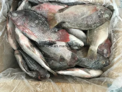 Tilapia negra congelada de fábrica china