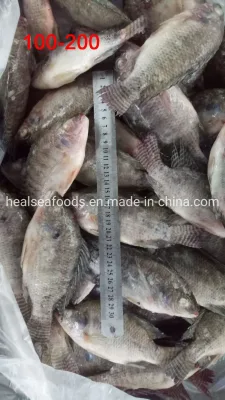 Venta al por mayor Pescado 100-200g Tilapia negra congelada