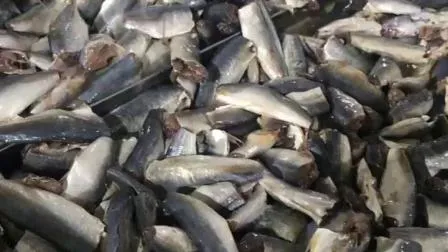 Pescado de caballa congelado de calidad para exportación