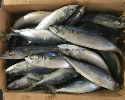 Pescado de caballa del Pacífico congelado de fábrica china