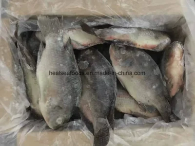 Precio de fábrica chino de tilapia negra congelada