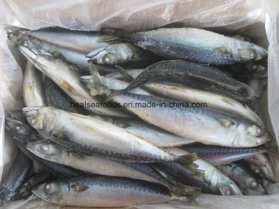 Pescado congelado - Pescado caballa (6-8PCS/kg) Caballa del Pacífico