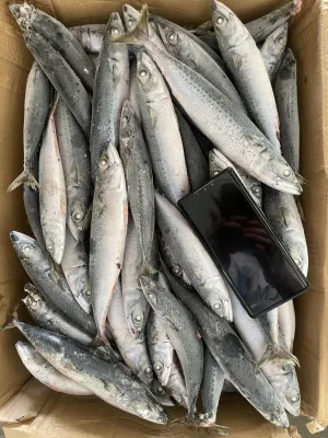 Caballa del Pacífico congelada de pescado entero redondo congelado 200-300g 15kg